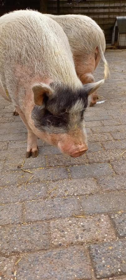 'T Uiltje Villa Ermelo Bagian luar foto