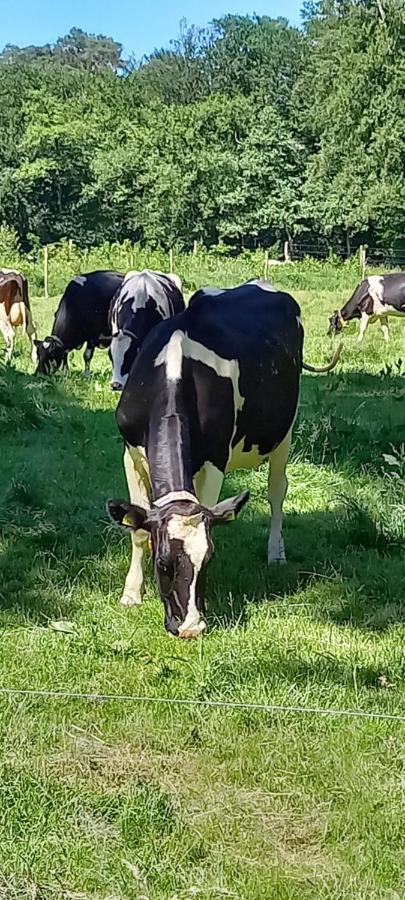 'T Uiltje Villa Ermelo Bagian luar foto