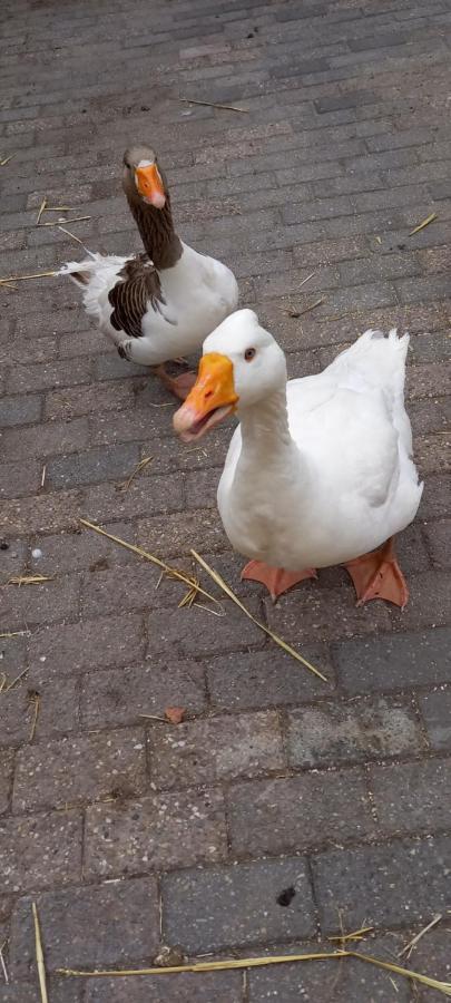 'T Uiltje Villa Ermelo Bagian luar foto